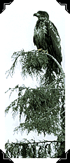 Eagle atop a tree photograph